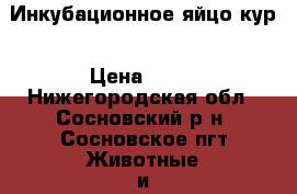 Инкубационное яйцо кур › Цена ­ 50 - Нижегородская обл., Сосновский р-н, Сосновское пгт Животные и растения » Птицы   